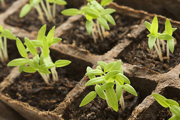 Image showing Sprouting Plants34