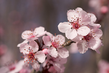 Image showing Early Spring Pink Tree Blossoms