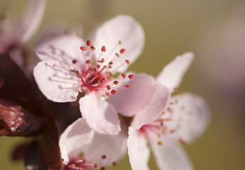 Image showing Early Spring Pink Tree Blossoms