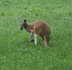 Image showing Kangaroo