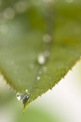 Image showing Close Up Leaf & Water Drops