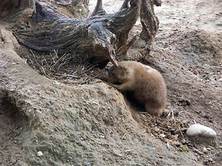 Image showing Meerket