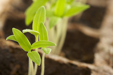 Image showing Sprouting Plants34