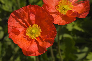 Image showing Red Iceland Poppies
