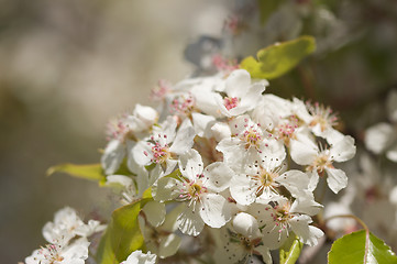 Image showing Spring Flowering Tree Blossom