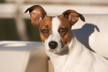 Image showing Jack Russell Terrier Portrait