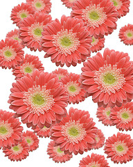 Image showing Falling Gerber Daisies