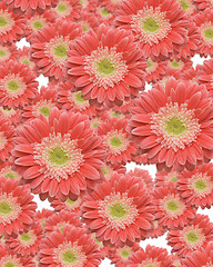 Image showing Falling Gerber Daisies