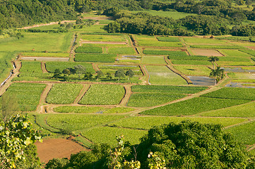 Image showing Hanalei Valley and Taro Fields