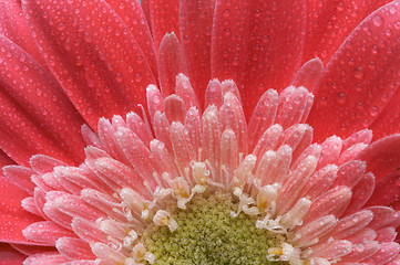 Image showing Macro Pink Gerber Daisy with Water Drops