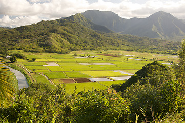 Image showing Hanalei Valley and Taro Fields
