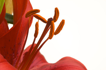 Image showing Beautiful Asiatic Lily Bloom