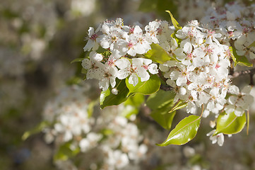 Image showing Spring Flowering Tree Blossom