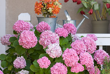 Image showing Beautiful Hydrangea Blossoms