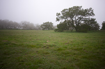 Image showing Foggy Countryside and Oak Trees