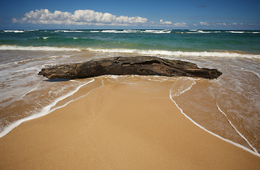 Image showing Inviting Tropical Shoreline & Driftwood