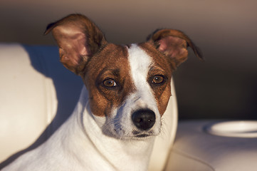 Image showing Jack Russell Terrier Portrait