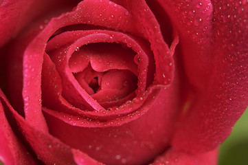 Image showing Macro Red Rose Blossom