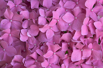 Image showing Beautiful Hydrangea Blossoms