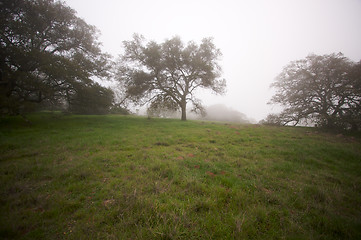 Image showing Foggy Countryside and Oak Trees