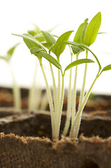 Image showing Sprouting Plants