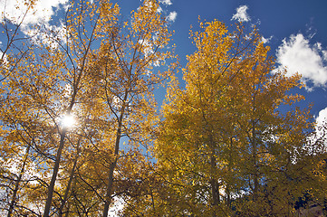Image showing Colorful Aspen Pines