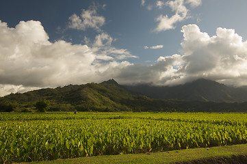 Image showing Hanalei Valley and Taro Fields