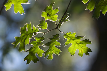 Image showing Backlit Oak Leaves