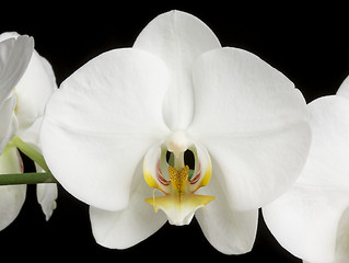 Image showing White Orchids on Black