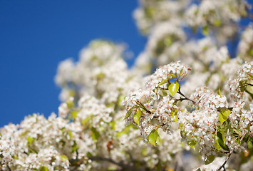 Image showing Spring Flowering Tree Blossom