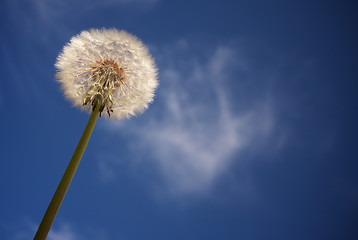 Image showing Dandelion Against Deep Blue Sky