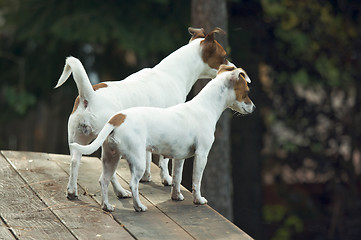 Image showing Jack Russell Terriers Ready to Hunt