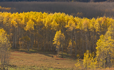 Image showing Aspen Pines Changing Color