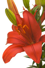 Image showing Beautiful Asiatic Lily Bloom