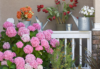 Image showing Beautiful Hydrangea Blossoms