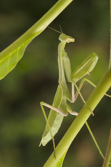 Image showing Praying Mantis
