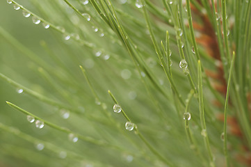 Image showing Water Drops on Pine Needles