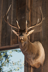 Image showing Mounted Stag Head