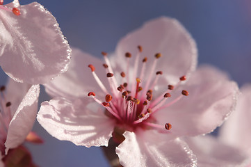 Image showing Early Spring Pink Tree Blossoms