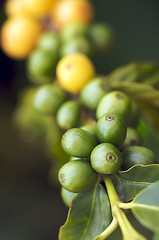 Image showing Coffee Beans on the Branch