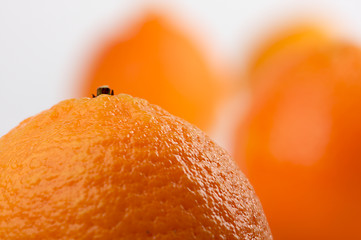 Image showing Clementine Oranges