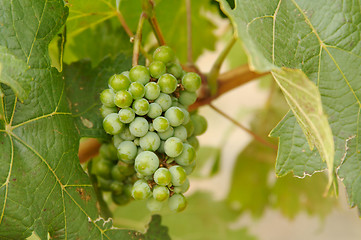 Image showing Grapes & Vines