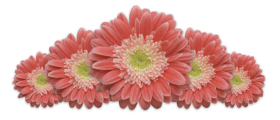 Image showing Gerber Daisy Row