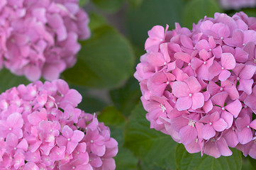 Image showing Beautiful Hydrangea Blossoms