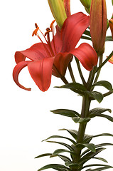 Image showing Beautiful Asiatic Lily Bloom