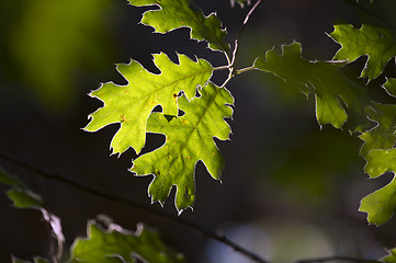 Image showing Backlit Oak Leaves