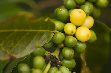 Image showing Coffee Beans on the Branch