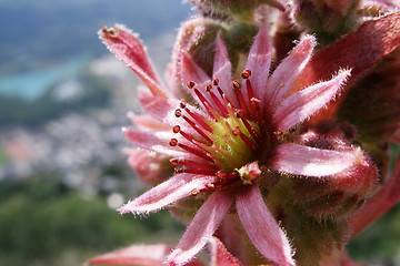 Image showing mountain flower