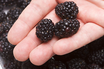 Image showing Hand Holding Blackberries