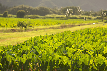 Image showing Hanalei Valley and Taro Fields